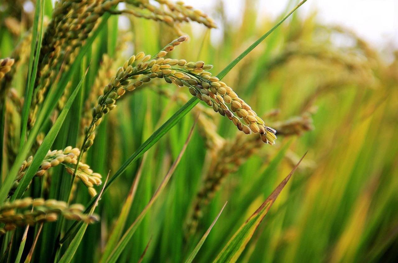 in rice field, ear of rice, rice